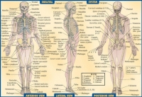 Шпаргалка скелетной системы в картинках
