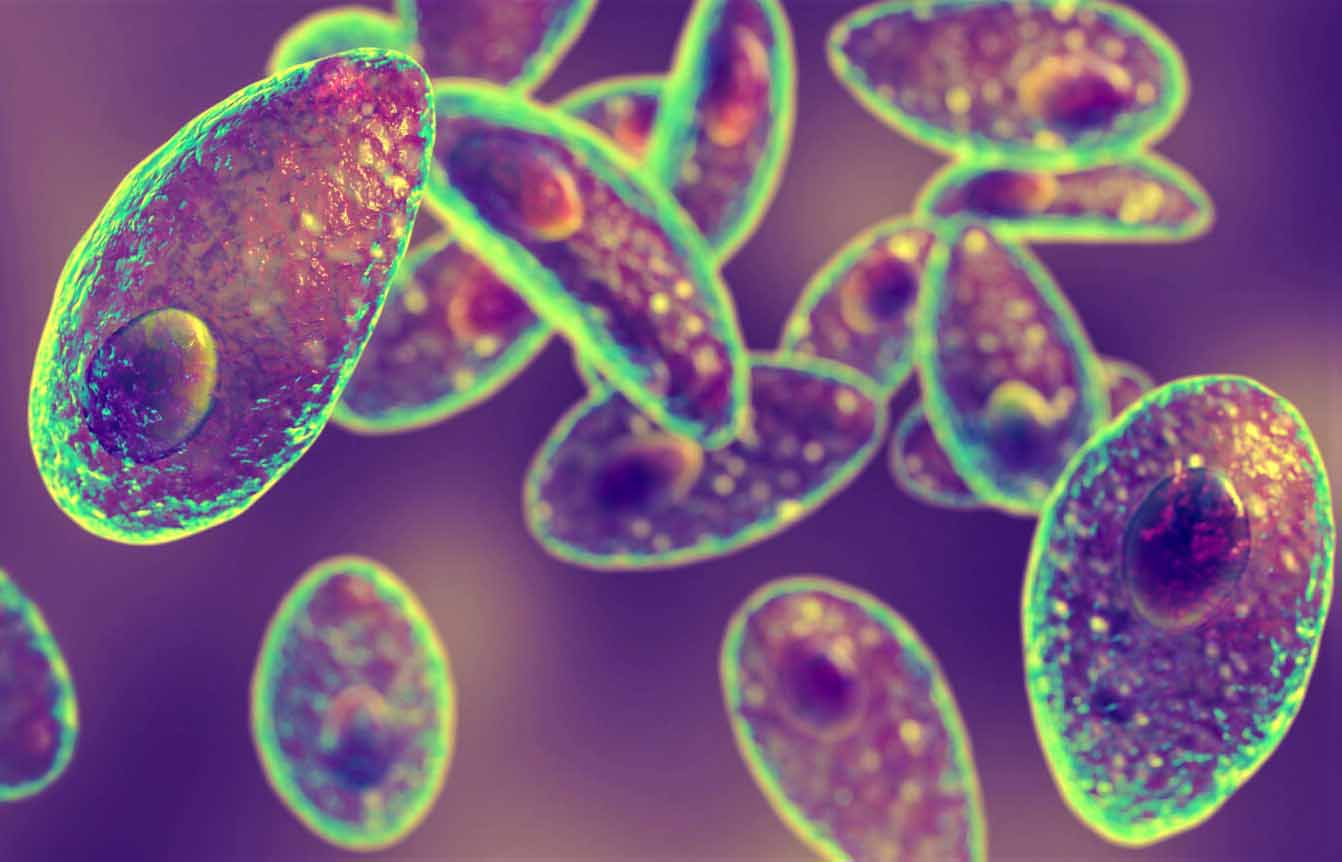 Механизмами защиты Toxoplasma gondii от иммунного ответа хозяина