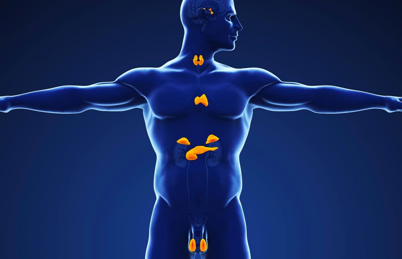 Исследование системы желез внутренней секреции